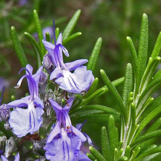 VerdeMiel Miel brut biologique de fleurs et romarin