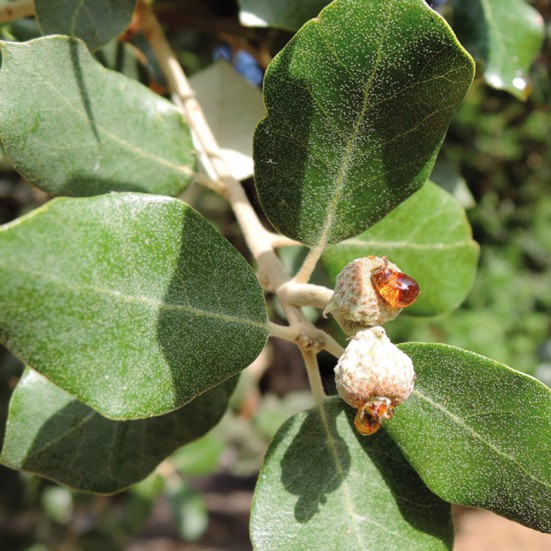 Miel Ecológica Mielato de Encina