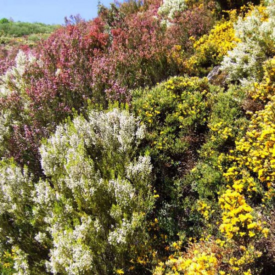 VerdeMiel 100% Miel cru écologique des fleurs sauvages