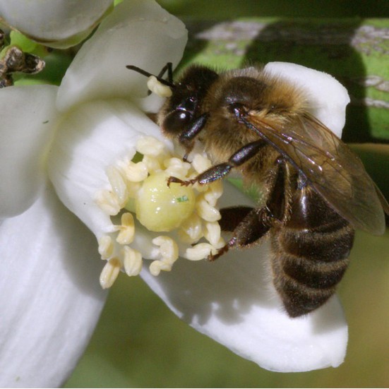 VerdeMiel 100% Organic Orange Blossom Honey from Andalusia