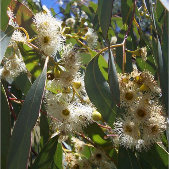 VerdeMiel 100% Miel Cru Biologique de Fleurs et Eucaliptus