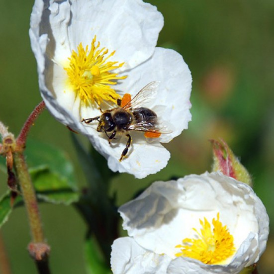 VerdeMiel 100% Polen Ecológico de Abeja de Sierra Morena