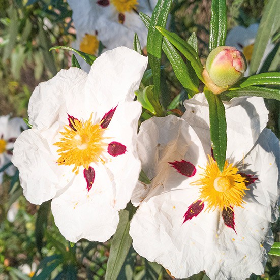 VerdeMiel 100% Polen Ecológico de Abeja de Sierra Morena