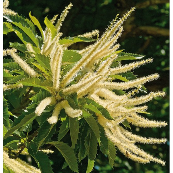 Fresh Organic Bee Pollen