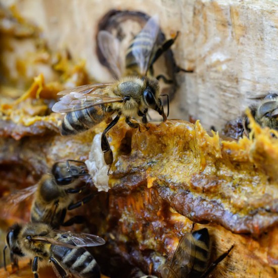 Tintura ecológica de propóleo