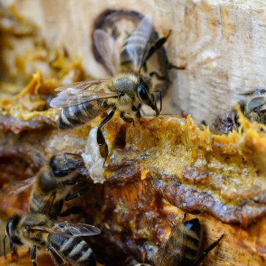 Propolis écologique andalou (Teinture)