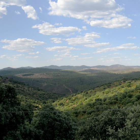 VerdeMiel Miel cru biologique de Mountain