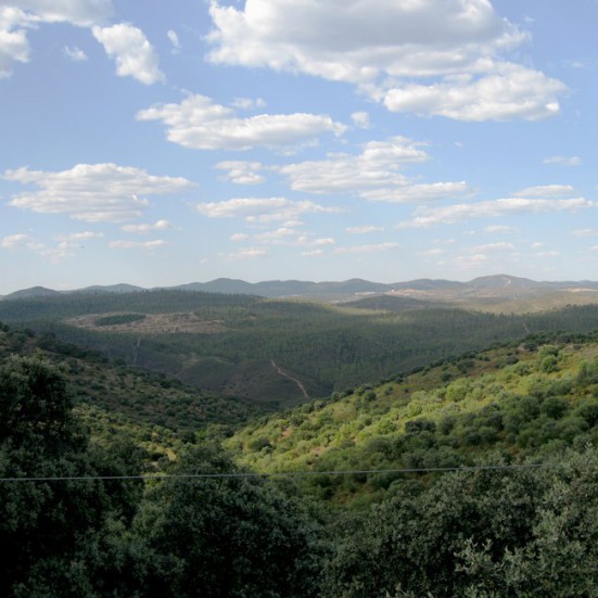 VerdeMiel 100% Miel Cruda Ecológica Montaña de Andalucía