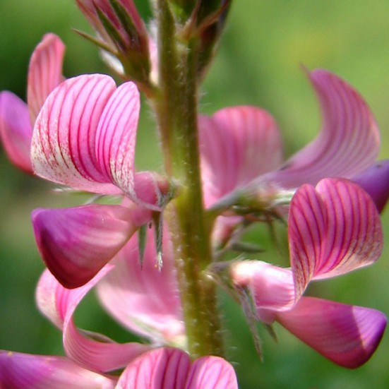 VerdeMiel Miel cru et écologique Prairie