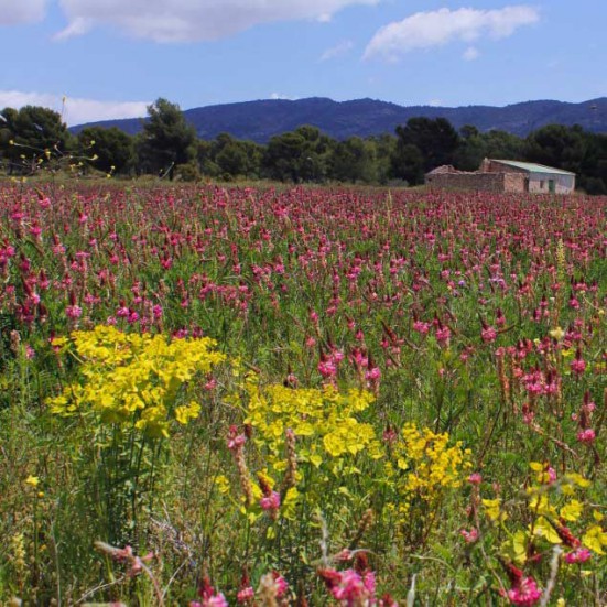 VerdeMiel 100% Raw Organic Spring flowers Honey