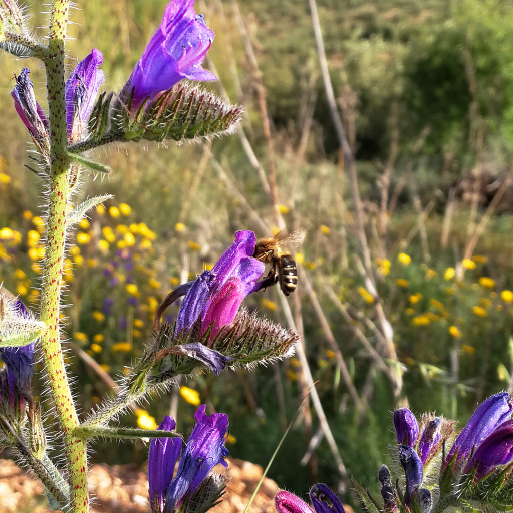 Abeja autóctona apis mellifera libando flores silvestres para producir miel ecologica VerdeMiel