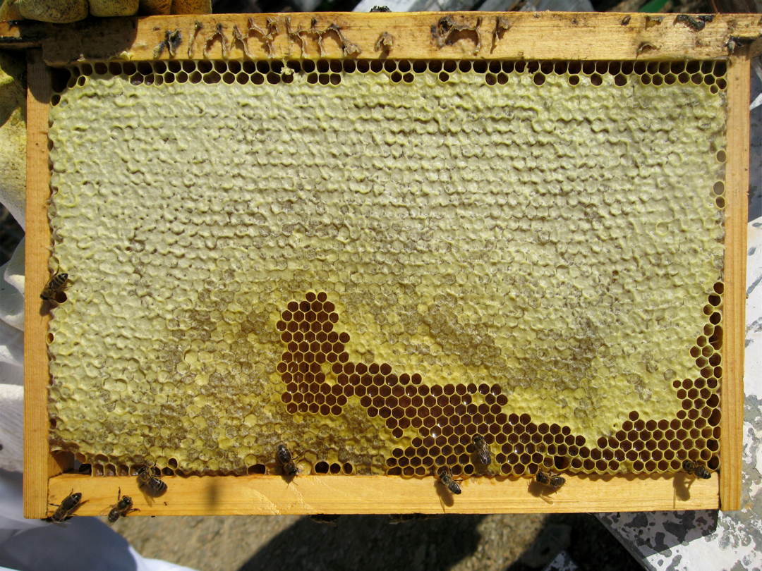 Panal de miel de abeja ecológico natural listo para comer