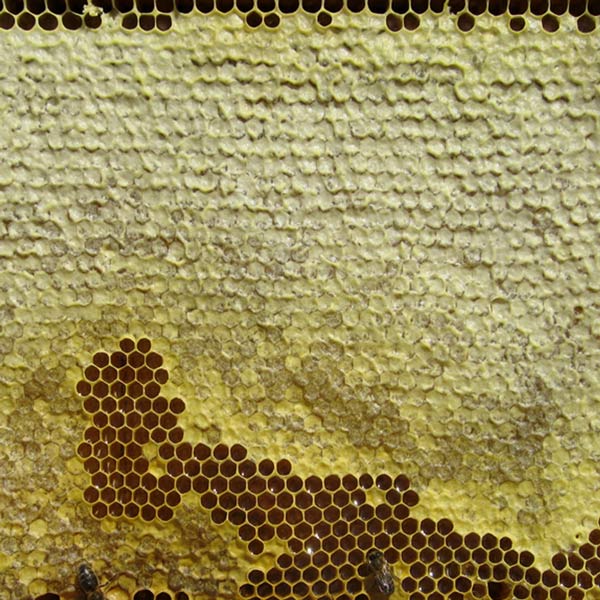 Panal de cera de abejas - Miel de abejas organica Bogotá.