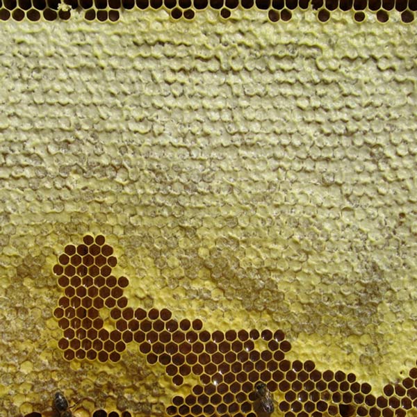 Cera de abejas 100% natural, cera de abejas pura, cera de abejas cruda, cera  de abejas de color rico, cera de abejas para la fabricación de velas, cera  de abejas de apicultores locales -  España