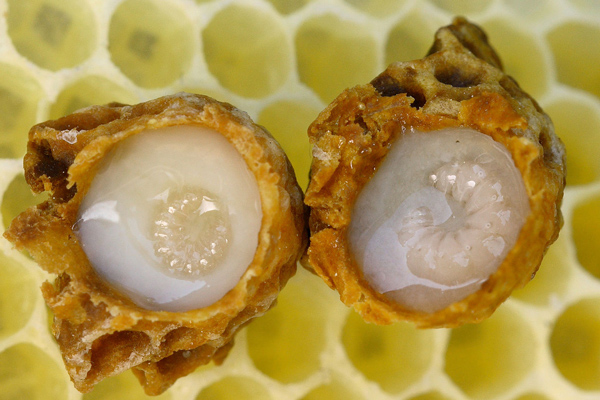 Foto de la celda del panal de abeja donde se produce la jalea real fresca VerdeMiel