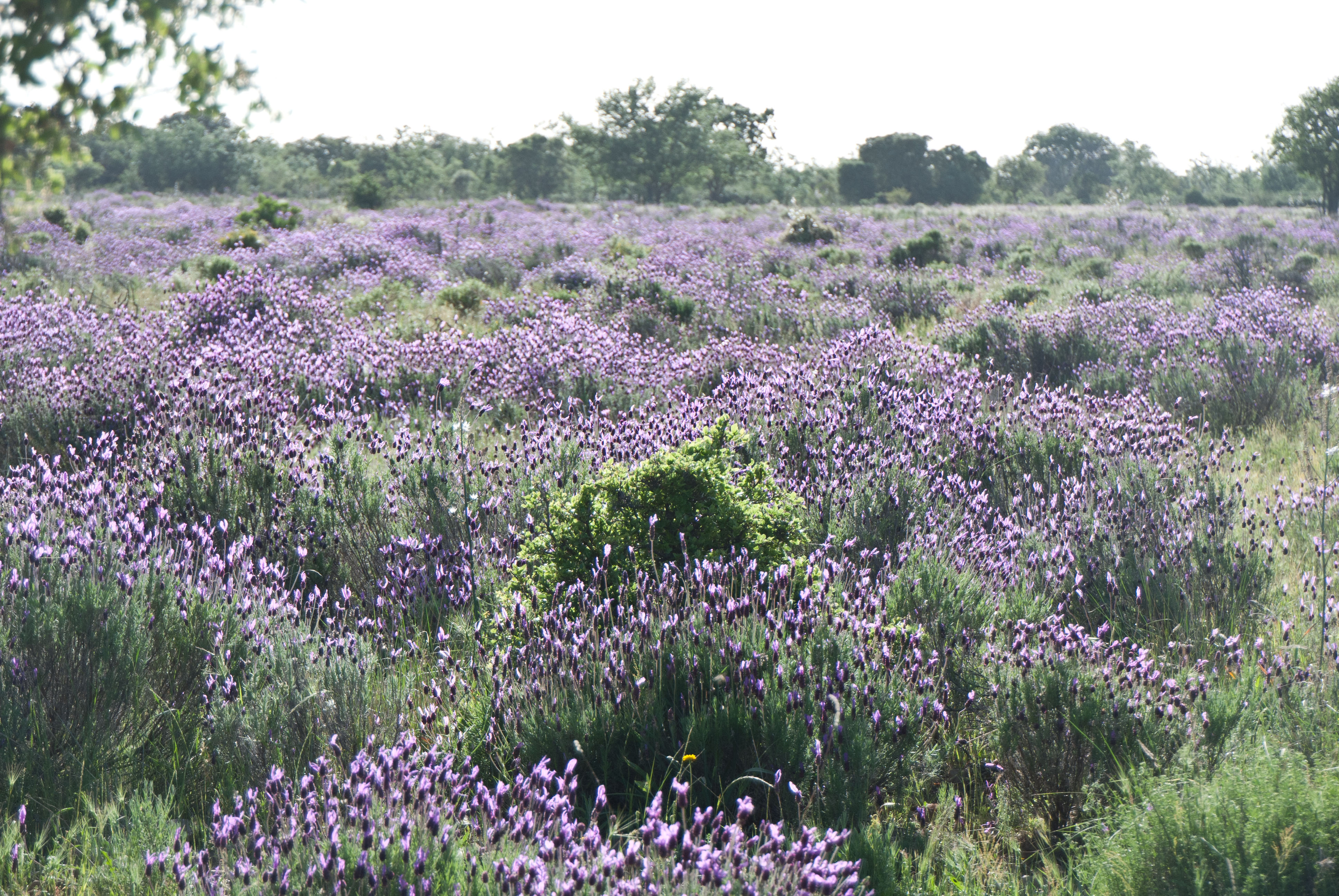 Miel de lavanda silvestre: propiedades y beneficios medicinales