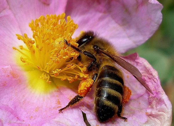 Polen de abeja: qué es y cómo se produce. Apicultura y miel.