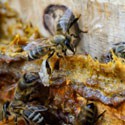 Andalusian organic propolis