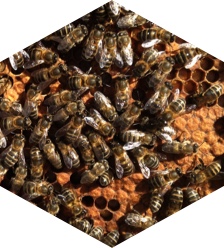 Image d'un nid d'abeille