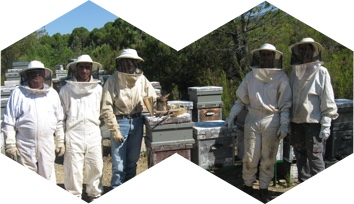 Image des apiculteurs